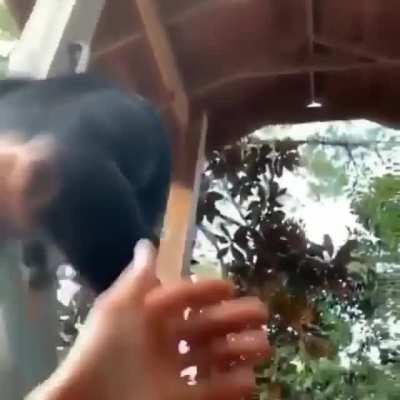 Akemi MonkeyBro