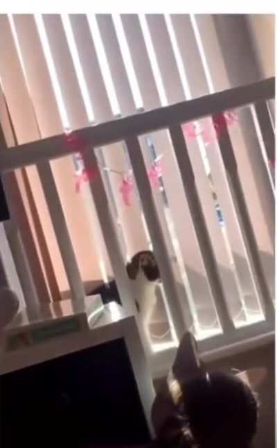 Cat: *processing*&hellip; wait whaaaaa