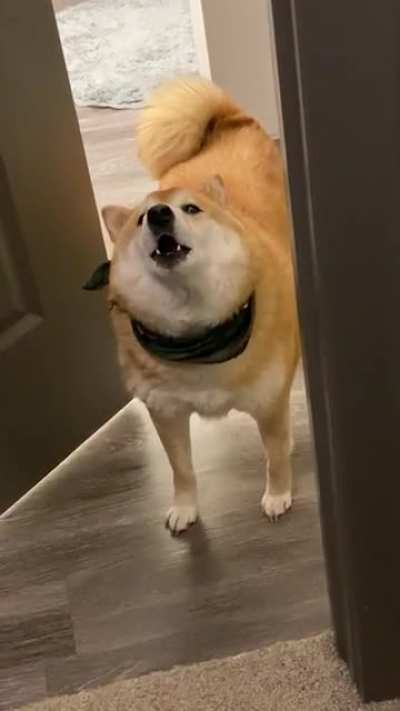 My little Songbird Shiba heard me singing in my closet (doing laundry) &amp;amp; couldn&rsquo;t help but come sing along. How&rsquo;s our harmony? 😉