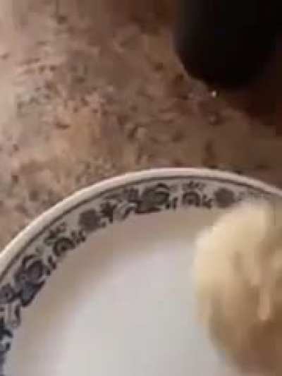 Poor doggo