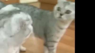 Cat vs Mirror