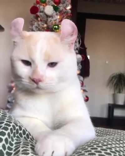 Котик
