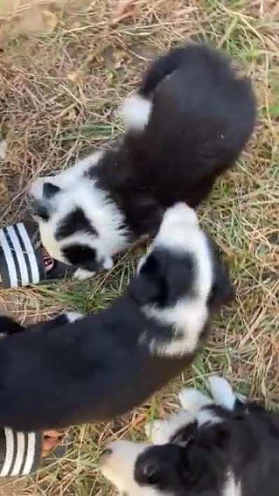 My neighbors puppies keep sneaking over under the fence. I don&rsquo;t mind.