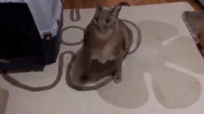 Floppa in 3D ?