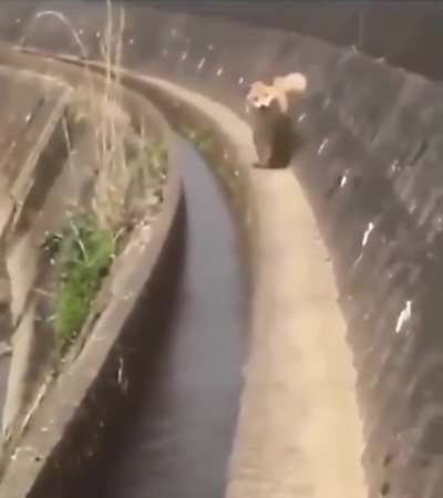 Here he comes
