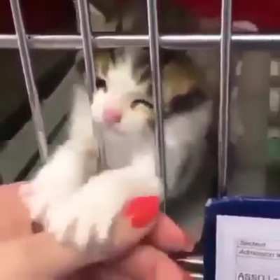 Pls adopt, don&rsquo;t buy. 🐾💕