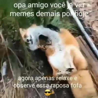 Deixe Afonso a raposa te alegar