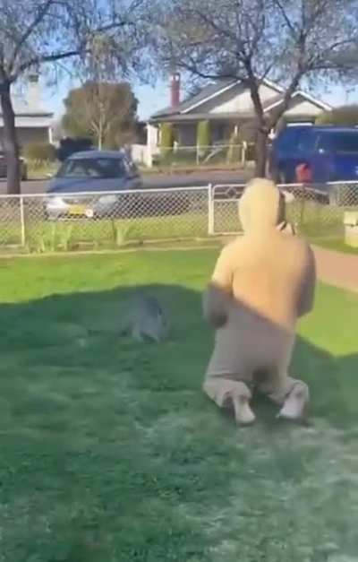 There&rsquo;s 2 kangaroos