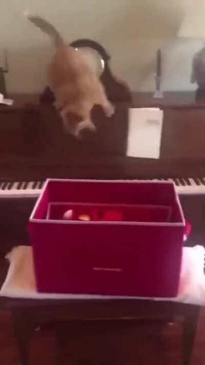 meme cats edition