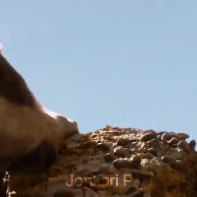 This is what should&rsquo;ve happened in The Lion King 2019