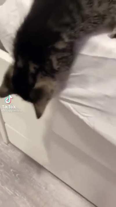 A cute scream