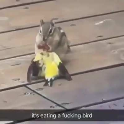Squirrelavore