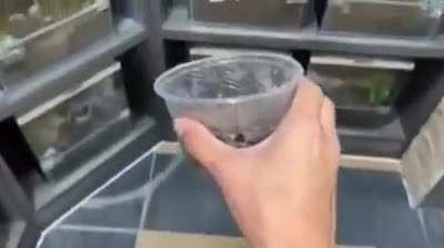 Spooder.......