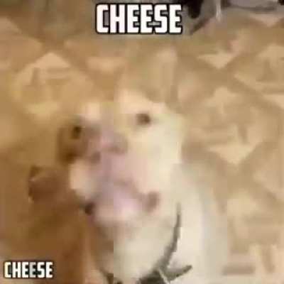 cheese