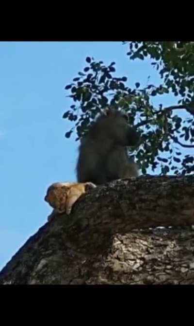 this monkey is gonna have a bad day, he stole a lion cub