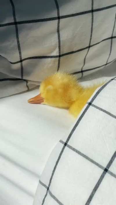 It's finally happened. I've seen the cutest thing ever