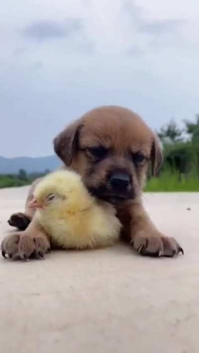 So hard babysitting the duckling 😴