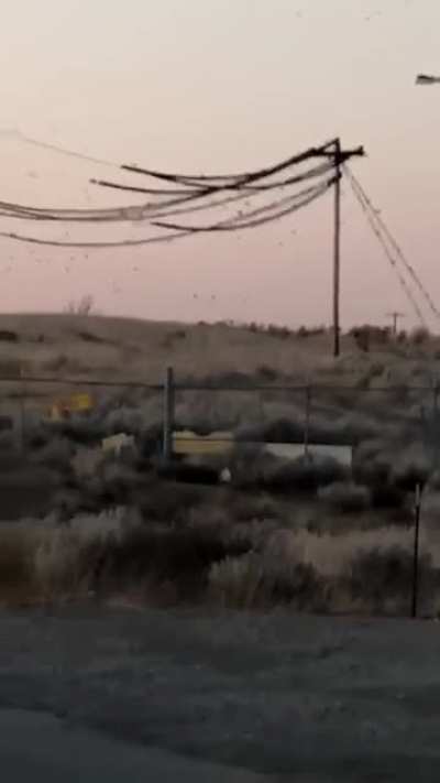 A bunch of birds took out a local powerline