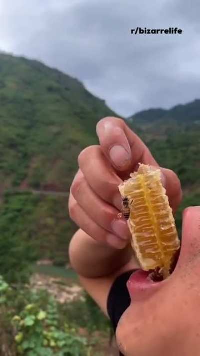 Eating fresh honey