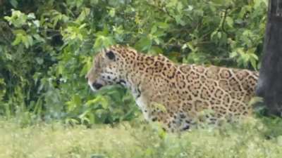 Recent sighting of the big male Trovão.