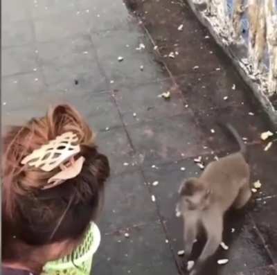 Monkey