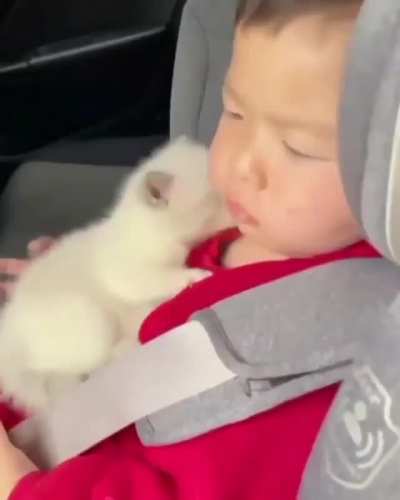 Tenderness