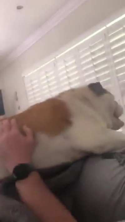 Rassie having fun "Frank just won&rsquo;t accept his an English Bulldog"