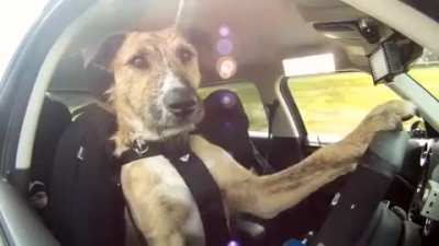 Imagina cê pedir um Uber, e o Uber é todo peludo.