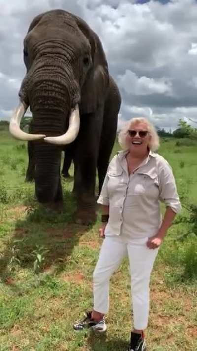 Elephant plays with lady by taking her hat and then returning it. Such intelligent and playful animals.