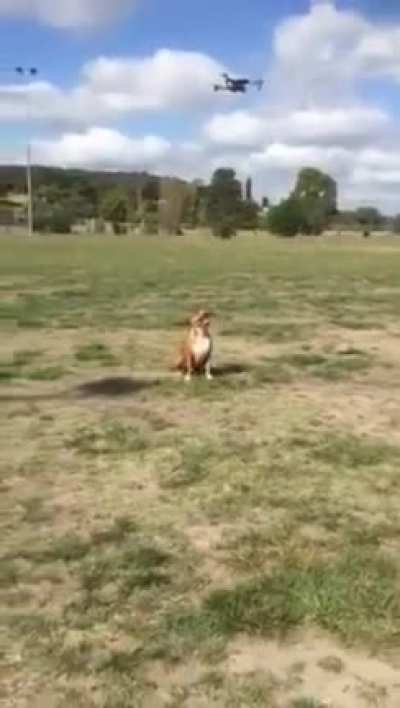 Doggo destruction