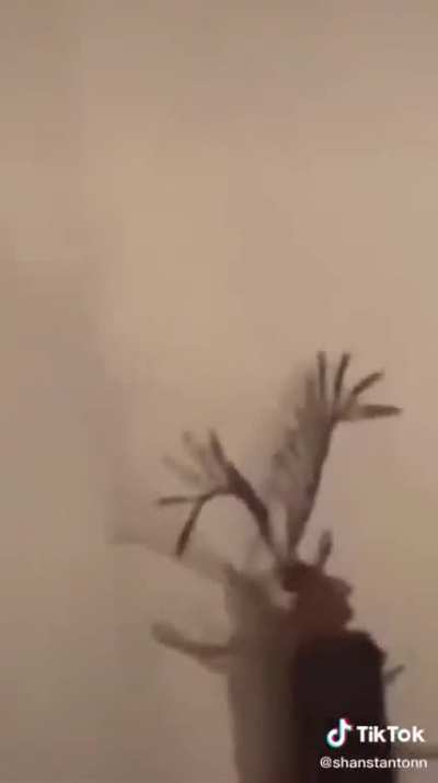everybody gangsta till the eyelash bug start flyin