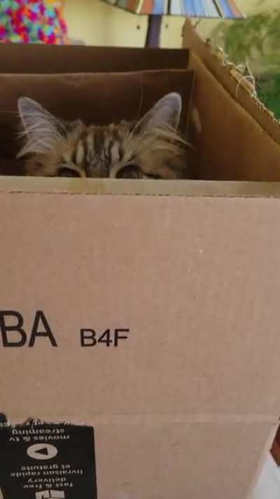 Boxception