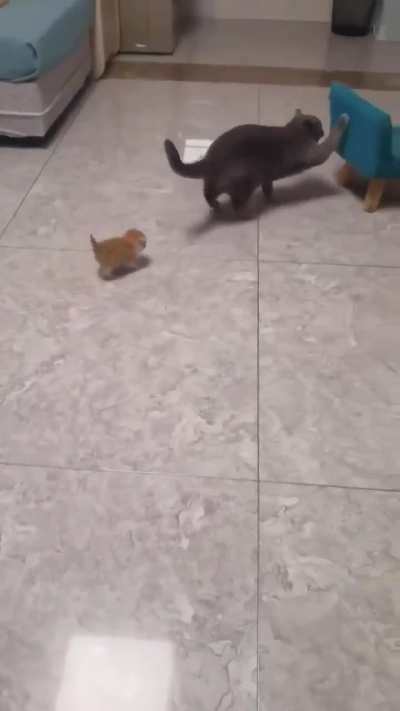 wunk dies
