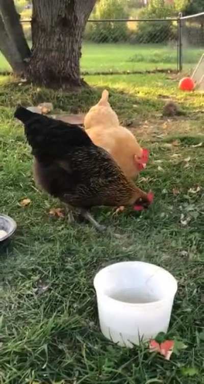 Puff and Dumpling were eating but Puff is stupid and thinks she needs to dig the food that&rsquo;s already in the bowl. She caused a near system shutdown. Chicken.exe has stopped working.