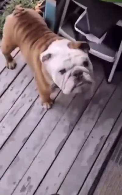 dog