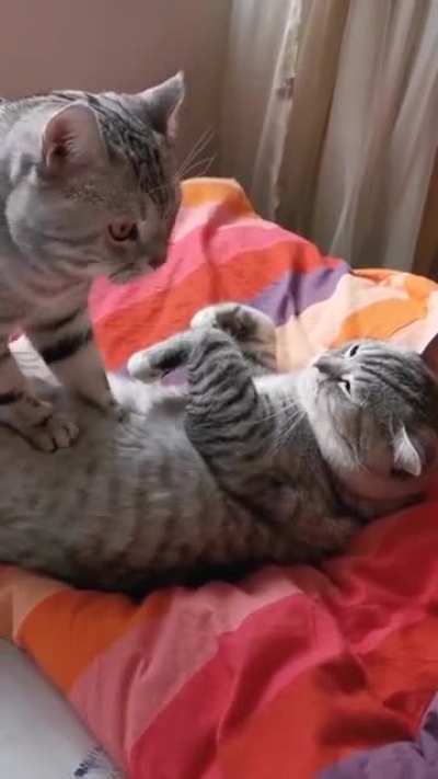 Котики