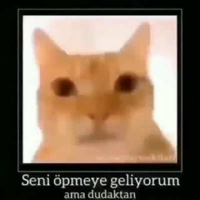 😽😽😽😽😽