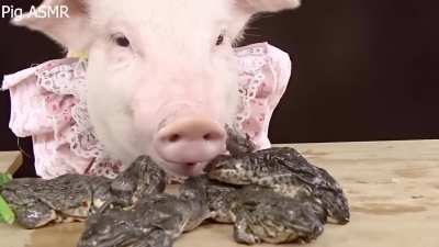 Thanks I hate Pig ASMR