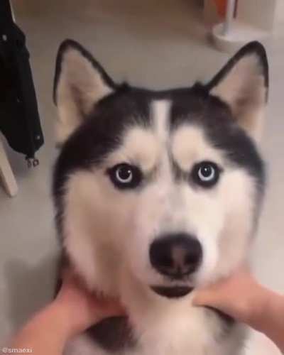 Doggo is ready to play with you