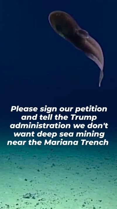 Cusk eel in the Mariana Trench