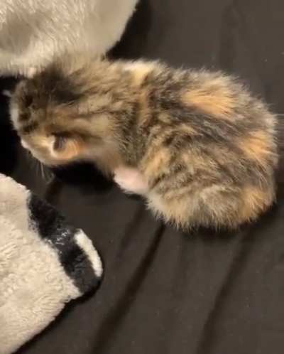 *meow* *meow* ... *MEEEEE-