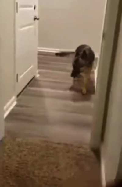 This dog will not walk forward through doorways. He ran into a glass patio door is a puppy and now he&rsquo;s scared.