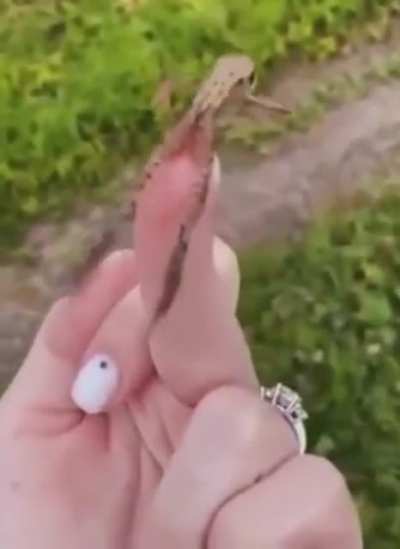 HuMaN mErCiLeSsLy bUlLiEs FrOg To SuIcIdE