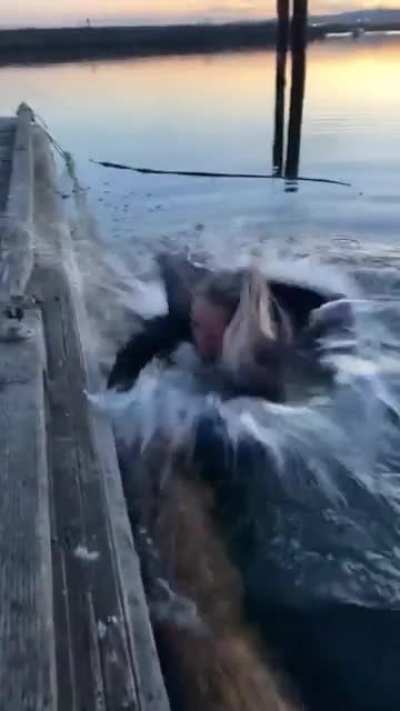 WCGW Hand feeding a wild seal