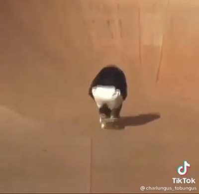 MONKE ON DA BOARD