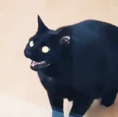 he saw a bird