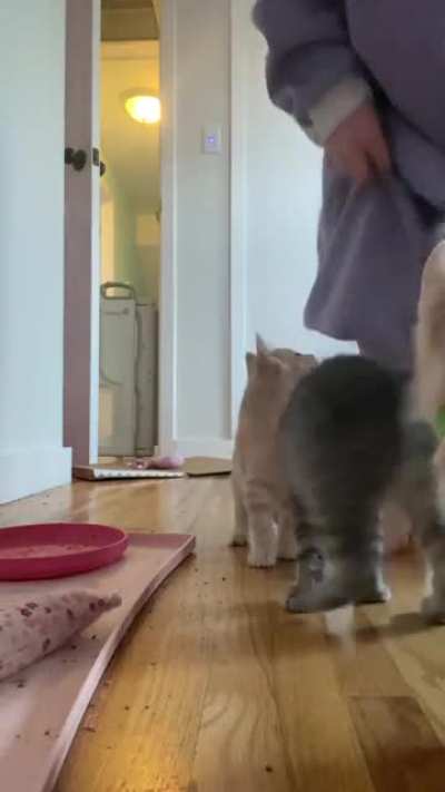 The excited foster kittens are not the perfectly cut scream.