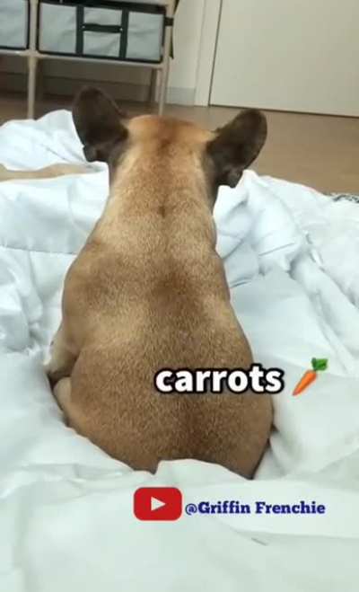 Sleepy puppy who loves chicken