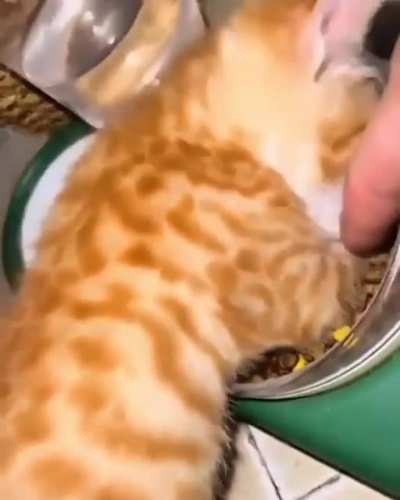 hey thats my food 😾😻