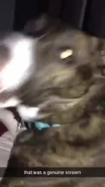 my friend scared of his dog
